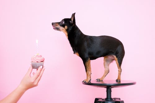 dog cake