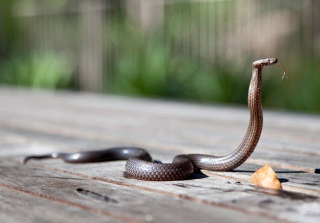 What does it mean when you dream about snakes?